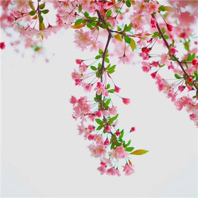 苹果公司将于6月8日开发者大会上发布全新Siri。